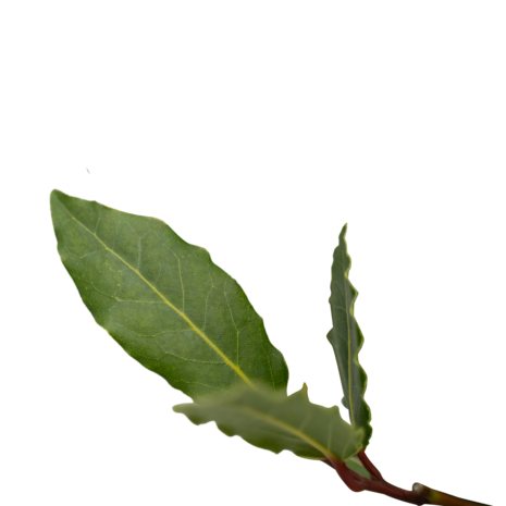 hojas laurus nobilis