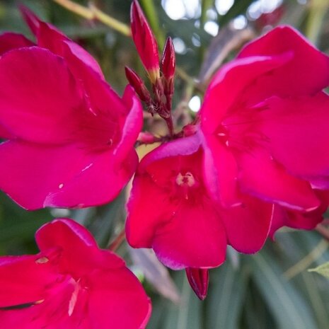 adelfa flores rojas
