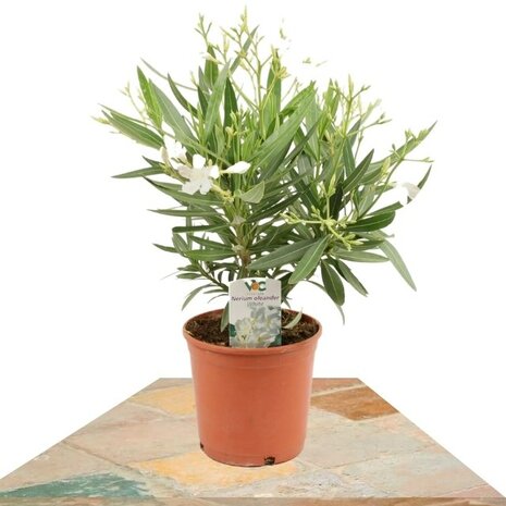nerium oleander blanco