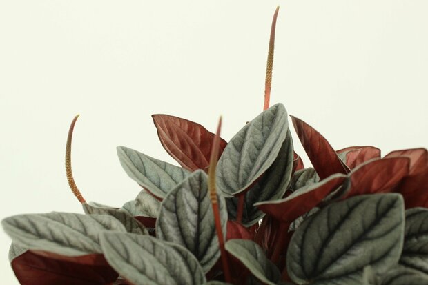 hojas peperomia sunrise