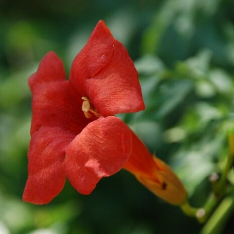 flor bignonia capensis