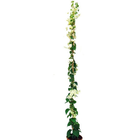 bougainvillea blanca 100cm
