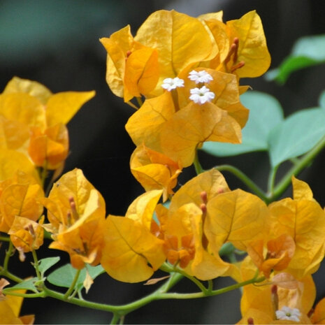 flores bougainvillea amarilla