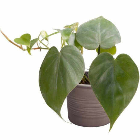 philodendron scandens