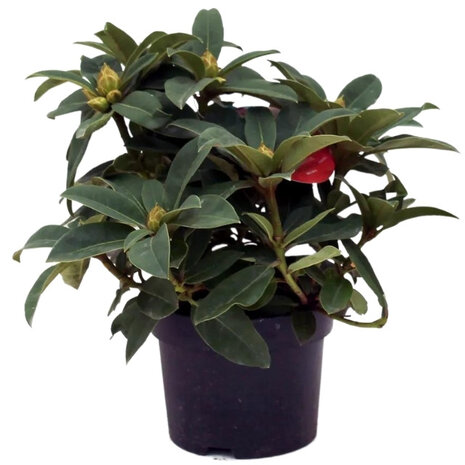 rhododendron hibrido