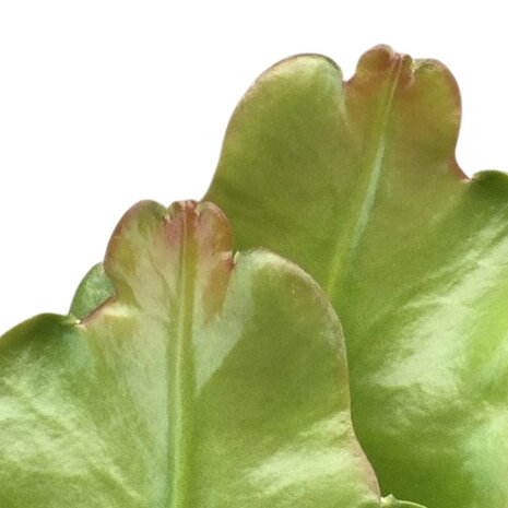 epiphyllum crenatum