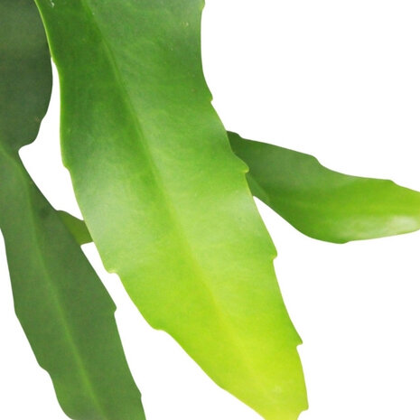 epiphyllum oxypetalum