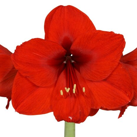 amaryllis flor