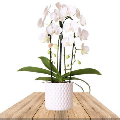 orquídea blanca 2 ramas en macetero deco