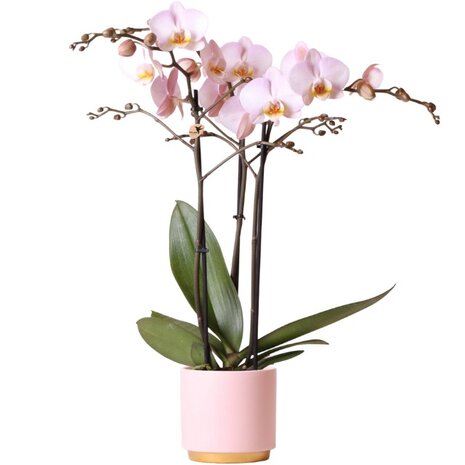 orquidea rosa 2 ramas