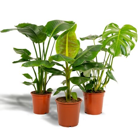 kit plantas tropicales