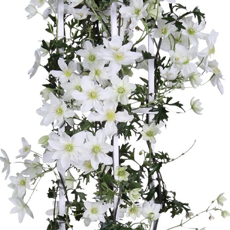 flores clemátide blanca