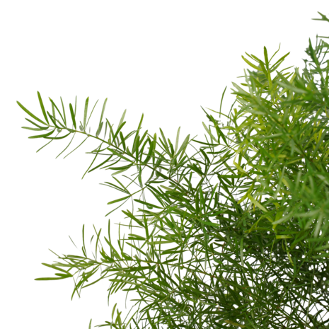 hojas Asparagus densiflorus