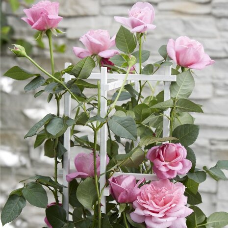 rosal rosa flores