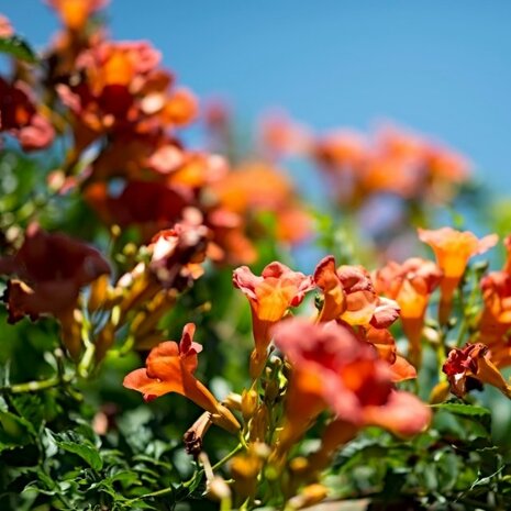 flores enredadera de trompeta naranja