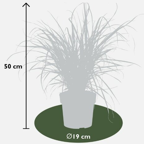 Pennisetum x advena summer samba 50cm