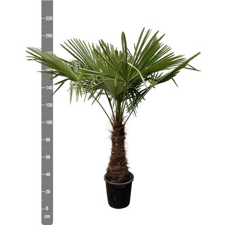 trachycarpus fortuneii 210cm