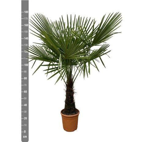 trachycarpus fortuneii 180cm