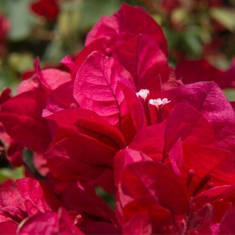 buganvilla roja flores