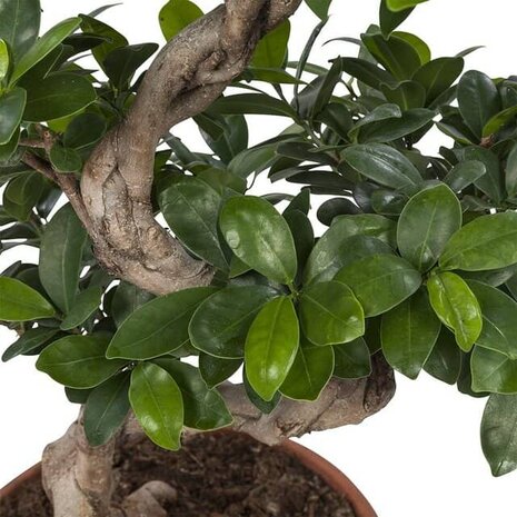 ficus ginseng bonsai hojas
