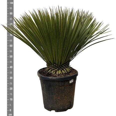 Yucca rostrata 90cm dimensiones