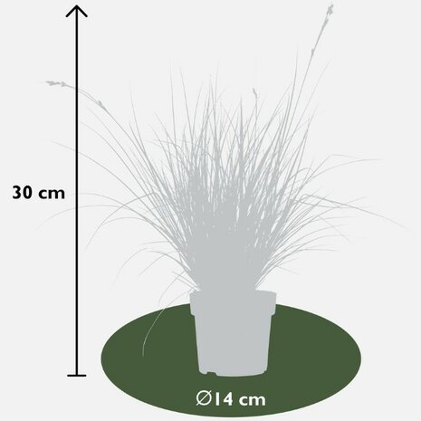 Carex brunnea variegata dimensiones