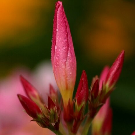 adelfa flor rosa