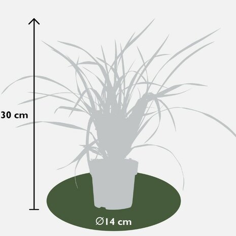 Carex japonés dimensiones