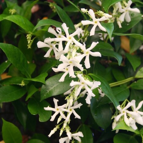 flores Trachelospermum jasminoide