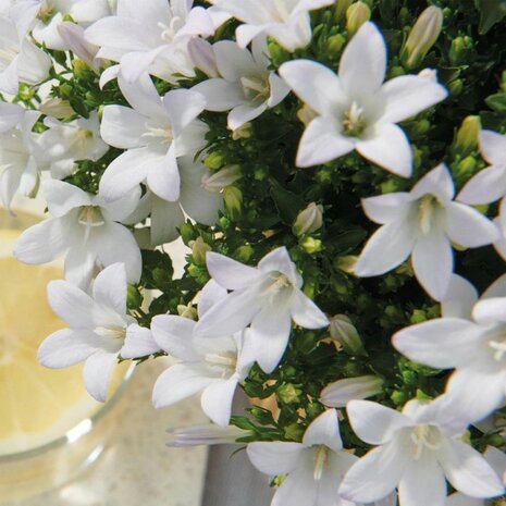 flores Campanula addenda blanca