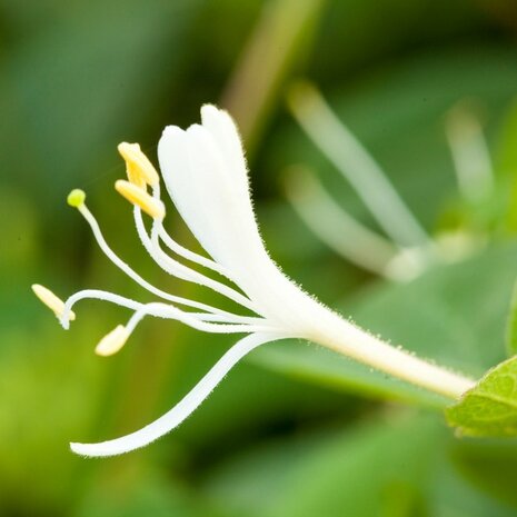 flor Lonicera japonica