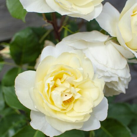 rosa blanca crema