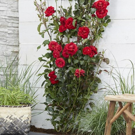 rosal rojo jardín