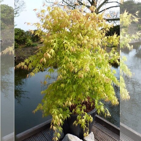 Acer palmatum katsura