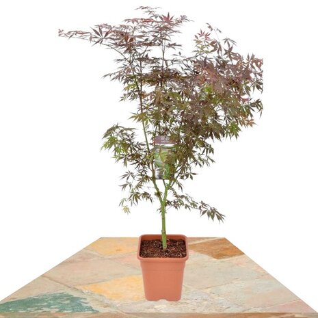 Acer palmatum sumi nagashi