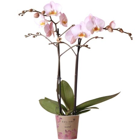 orquídea rosa