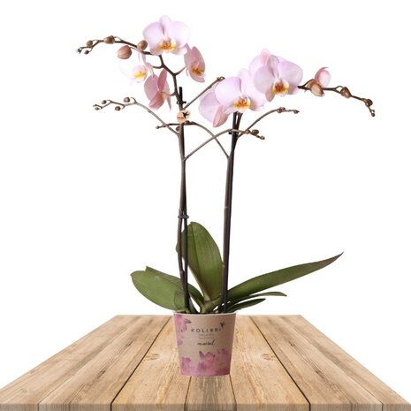 orquídea rosa 50cm