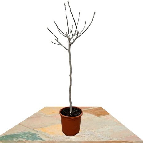 Ficus carica 170cm