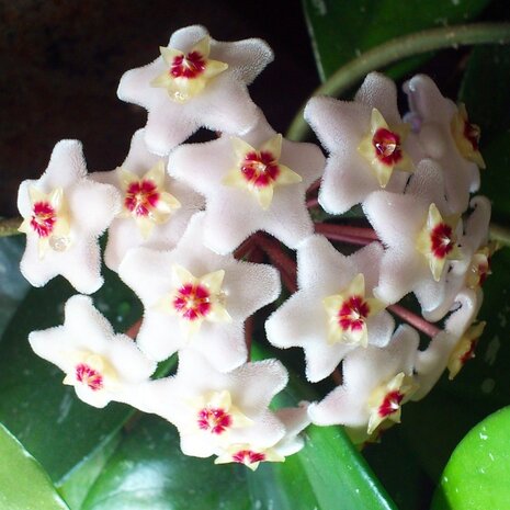 Hoya carnosa flor