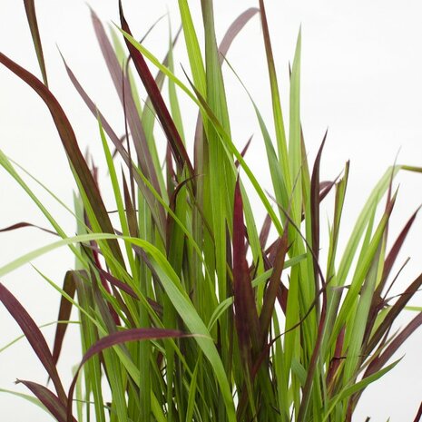 Imperata cylindrica red baron hojas
