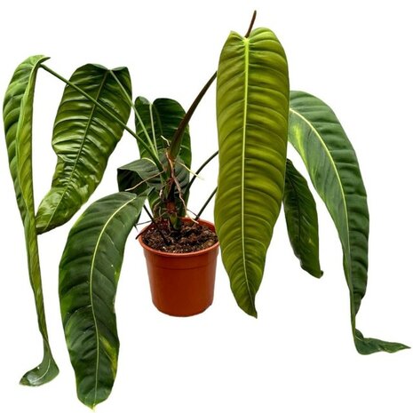 Philodendron patriciae