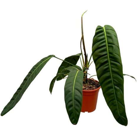Philodendron patriciae 60cm