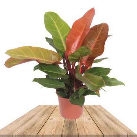 Philodendron prince of orange