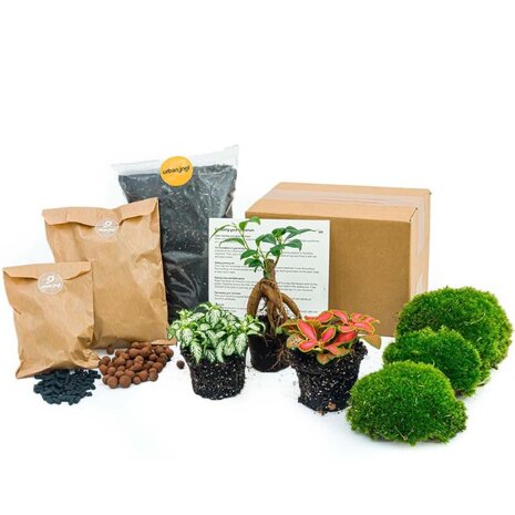 set para llenar tu terrario con plantas