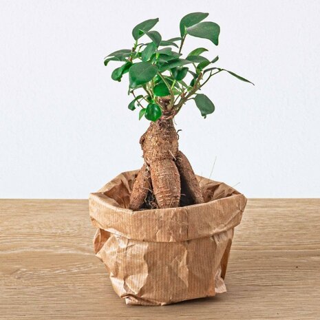 Ficus ginseng bonsai mini