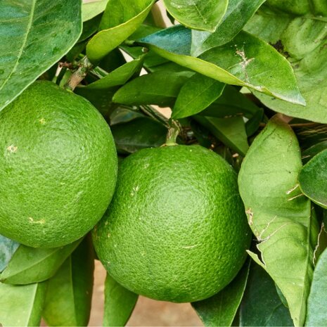 citrus lime
