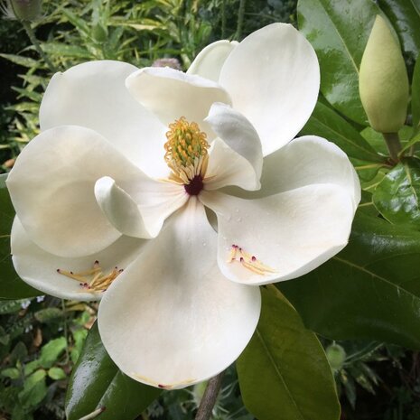 Magnolia grandiflora flor
