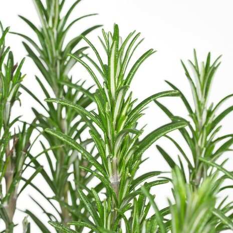 hojas rosmarinus officinalis