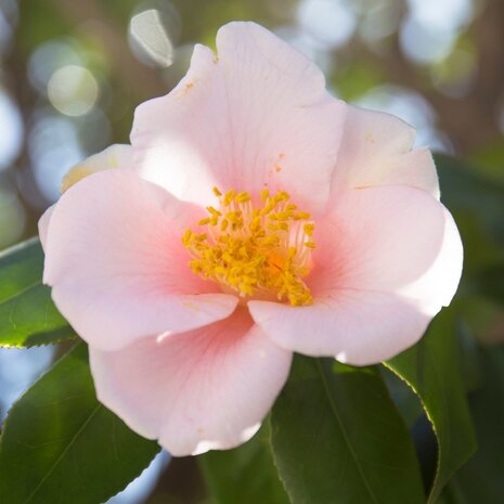 flor Camellia japonica rosa