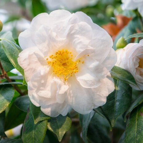 flor Camellia japonica blanca